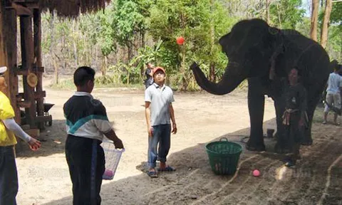 ช้าง...ช้าง...ช้าง...ฉลาดเกินคาด!!  ช้างไทยวันนี้ เป็นหมอช่วยบำบัดเด็กออทิสติก