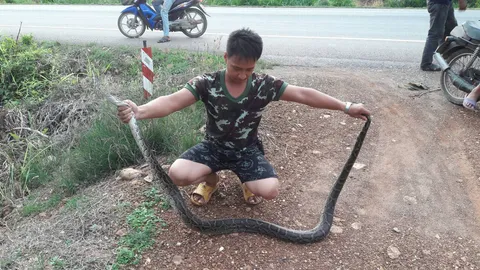 ไก่ชนบ้านผู้ใหญ่ หายเป็นประจำ ที่แท้ไอ้หลามตัวเขื่อง ย่องมาเขมือบ 