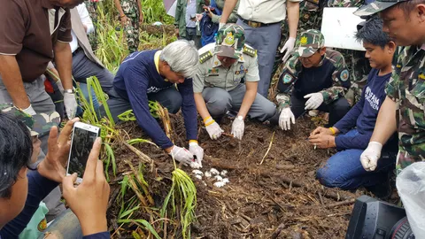 เก็บไข่จระเข้น้ำจืดพันธุ์ไทยแท้ 27 ฟอง ที่แก่งกระจาน หาเชื้อ-ช่วยฟัก