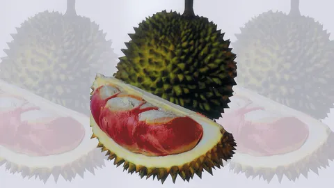 “ทุเรียนเนื้อแดงอินโด” ดกหวานหอม