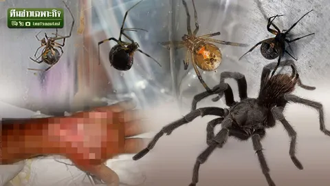 สารพัดสายพันธุ์ ‘แมงมุมพิษ’ มหันตภัยร้ายใกล้ตัวที่คร่าชีวิตคุณได้