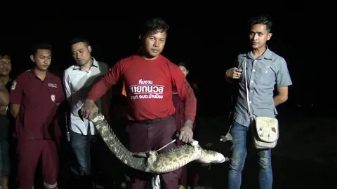 ชาวนากรุงเก่า ตะลึง นึกว่าตัวเงินตัวทอง สุดท้ายกลายเป็น จระเข้