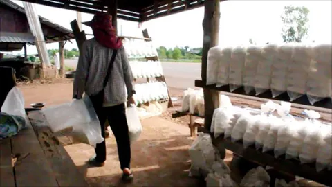 ชาวนาเกลือ อ.บ้านดุง เจอปัญหาราคาตก บางรายถึงขั้นเลิกอาชีพ