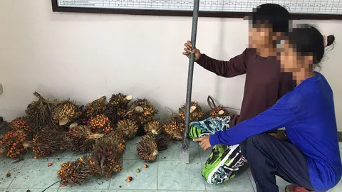 จับผัวเมียขี้ลัก! ขับปิกอัพตระเวนตัดปาล์มชาวบ้าน บางรายโดน 3 รอบ