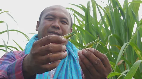 จับทอดเลย! ตั๊กแตนระบาด กินใบอ้อยของชาวราชบุรีเสียหายพันไร่