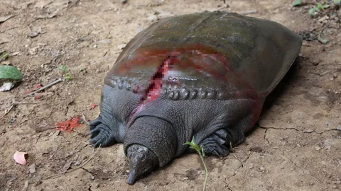 สุดเวทนา! แบ็กโฮทับ ตะพาบน้ำหลังแตก สาหัส วอนหน่วยงานช่วยด่วน