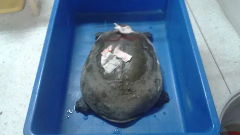 ผอ.ศูนย์วิจัยโรคสัตว์น้ำ ยื่นมือช่วยตะพาบน้ำ แบ็กโฮทับฟรี จนกว่าจะหาย 