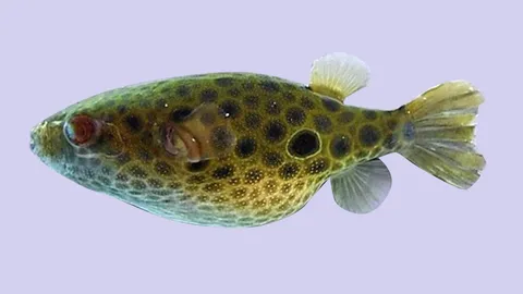 ปลาปักเป้ามรณะ น้ำจืดมี 4 สายพันธุ์