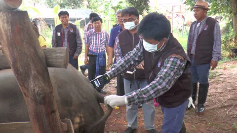 กระบือไทยเหลือ 8 แสนตัว! ปศุสัตว์หวั่นสูญพันธุ์ เร่งฝังไมโครชิพ