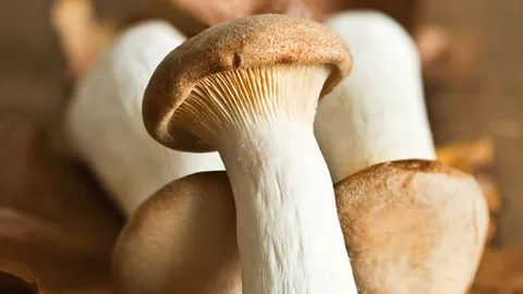 เห็ดออรินจิ โปรตีนสูง ลดน้ำหนักเริด!