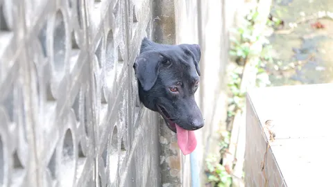 ดิ้นไม่หลุด! น้องหมาซนทำหัวติดกำแพง กู้ภัยฉะเชิงเทราเข้าช่วยปลอดภัย