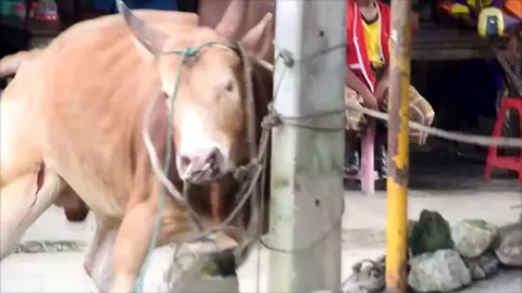 วัวไม่ยอมถูกเชือด! วิ่งหนีเข้าชุมชน ไล่ขวิดคนกระเจิงที่แม่สอด 