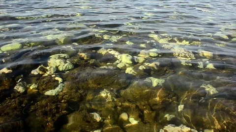 ปิด 4 เกาะท่องเที่ยวเมืองชุมพร หลังพบปะการังฟอกขาวเพียบ