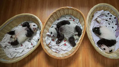 คืนแพนด้าสู่ธรรมชาติ หนทางรอดจากการสูญพันธุ์!