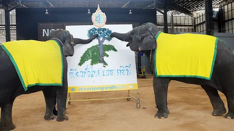 ช้างแสนรู้ พังหยก-พังใบเตย ซ้อมวาดรูป เฉลิมพระเกียรติราชินี 12 ส.ค.