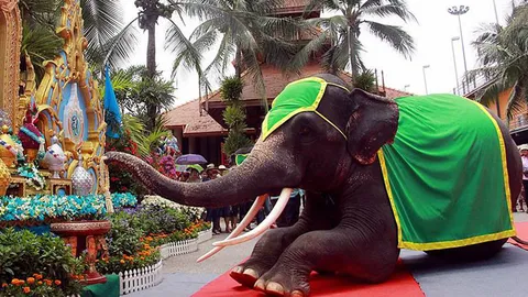 'พังหยก-พังใบเตย' โชว์ผลงานตวัดงวงวาดรูป 'เขียวทั่วไทย ถวายราชินี' 