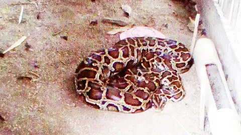 ตกใจ แม่ไก่กลายเป็นงูหลาม! นอนพุงกางในเล้า ที่แท้ย่องเข้ามาเขมือบ