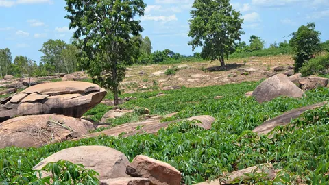 'สมาพันธ์ชาวพุทธ' จี้รัฐคุยพระละมุนละม่อม ทุบสำนักสงฆ์กว่า 4 พันแห่ง