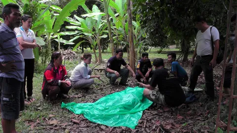 ช่วยไม่ทัน ป้า58 ตกต้นมังคุด! ปีนเก็บลูกเหยียบกิ่งผุ พลัดกระแทกพื้นดับ