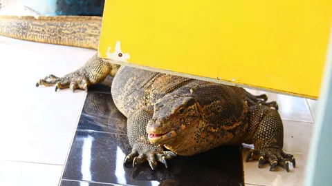 เห้ตัวเท่าคน! ใหญ่ยักษ์ยาว 3 ม. กู้ภัยล้อมจับ วิ่งซุกร้านอาหารสัตหีบ