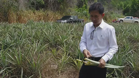 ชาวไร่เดือดร้อนหนัก! หมูป่าอาละวาด กัดกินสับปะรด เสียหายกว่าพันไร่