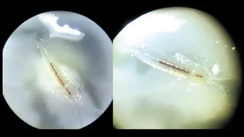 กุ้งไทยสายพันธุ์ใหม่ของโลก ค้นพบโดยครู-นร.โรงเรียนตาคลีประชาสรรค์