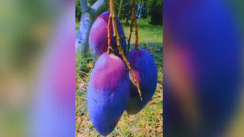 “มะม่วงน้ำดอกไม้สีม่วง” ดกไม่ขาดต้นหวานอร่อย