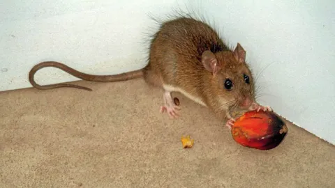 เตือนโรคฉี่หนูระบาด 5 จ.อีสานใต้ ป่วยแล้ว 252 ราย เสียชีวิต 6 คน 