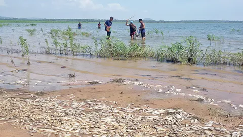 ปลาตายเกลื่อนอ่างเก็บน้ำบางพระ ชี้ เป็นวงจรธรรมชาติ ไม่กระทบคุณภาพน้ำ