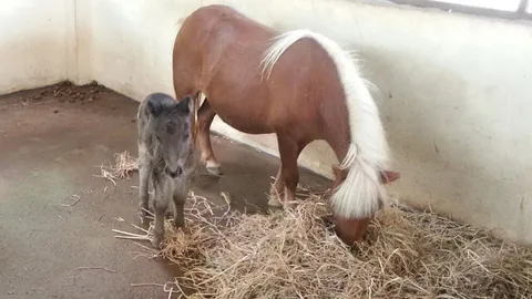 สวนสัตว์เชียงใหม่เฮ! ได้ลูกม้าแคระเกิดใหม่เพิ่มอีก 1 แข็งแรงสมบูรณ์