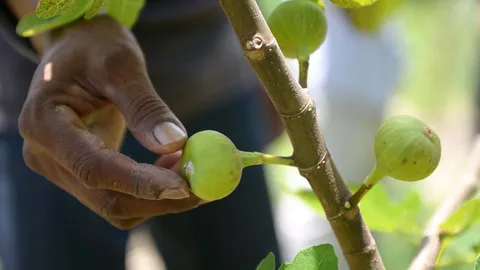 รู้จัก 'มะเดื่อฝรั่ง' ปลูกง่าย ขายดี ไร้คู่แข่ง เกษตรกรสงขลาทดลองแล้ว