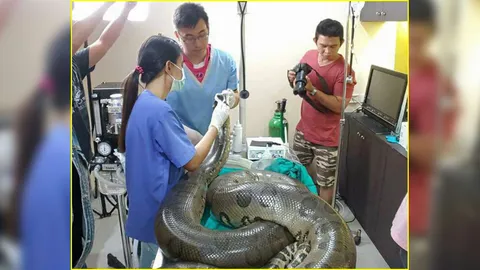 ผ่าตัดงูยักษ์