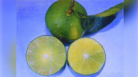 “มะนาวไข่กลมดกพิเศษ” กับที่มาพันธุ์ผลใหญ่น้ำเยอะ