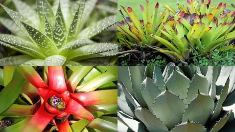 ชมพันธุ์ไม้แห่งท้องทะเลทราย