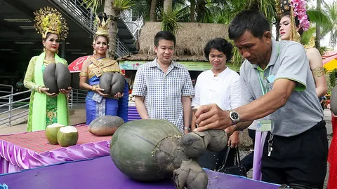 ชิมไหม! 'มะพร้าวก้นสาว' ลูกละ 3 หมื่น ต้องปลูก 30 ปีถึงจะได้ผล