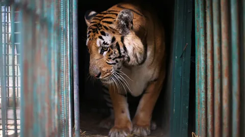 ปิดแล้ว! สวนสัตว์เลวร้ายที่สุดในโลกที่กาซา