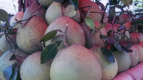 “ส้มโอขาวน้ำผึ้ง” ไร้เมล็ดตลาดต้องการสูง