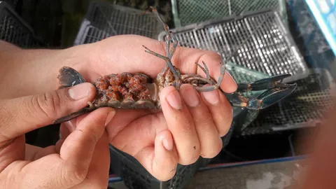 เลี้ยงกุ้งก้ามแดง..สไตล์ลูกทัพฟ้า ใช้ใบหูกวางเพิ่มอัตรารอดลูกกุ้ง