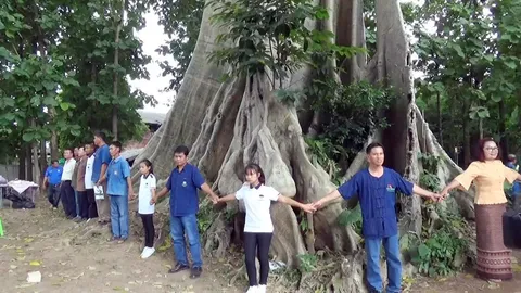 ฮือฮา! ต้นเรืองขนาด 36 คนโอบ อายุกว่า 500ปี มีเพียง 1 เดียวในพะเยา