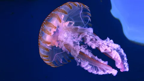 ช้อนแมงกะพรุน ทำลำแสงเลเซอร์