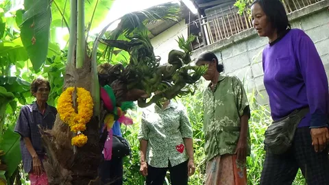 แห่ขอ 'หวย' ต้นมะพร้าวออกกิ่งคล้าย 'พญานาค 5 เศียร' แถมเคยถูกสลาก20คู่