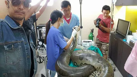 'เจ้าเขียว' งูอนาคอนด้าโผล่ปทุมตายแล้ว เลือดออกมาก ผ่าตัดเนื้องอก