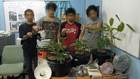 เอิร์ท AF9 พวกอีก3 แอบปลูกต้นกัญชาที่คอนโด