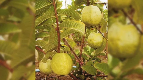 “ใบฝรั่งสด” กระตุ้นรากผม ทำให้เส้นผมงอก