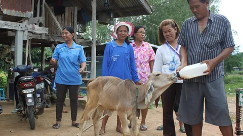 พบลูกวัวกำพร้า 'เจ้าทองคูณ' แสนรู้ ขี้อ้อน เจ้าของเลี้ยงแบบคนในครอบครัว