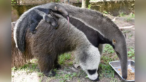 ใกล้สูญพันธุ์