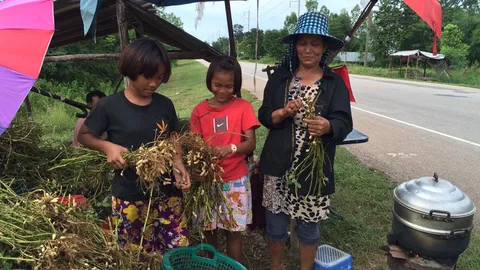 ชาวอุดรฯ หันปลูกถั่วลิสงขาย ทั้งดิบ-ต้มสร้างรายได้ทั้งหมู่บ้าน