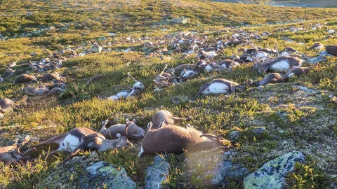 ภาพสุดเศร้า! ฟ้าผ่ากวางเรนเดียร์นอร์เวย์ตายเกลื่อน 323 ตัว