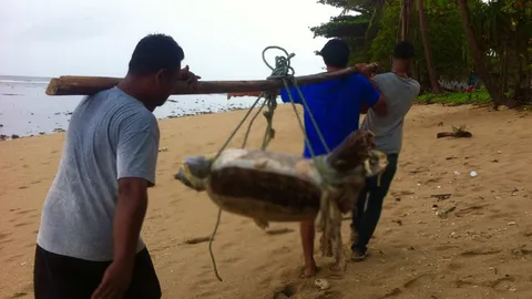 พบเต่าตนุ ตายเกยหาดคลองโขง นับเป็นตัวที่ 2 ของเกาะลันตา