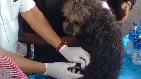 กทม.จัดบริการฉีดวัคซีนสุนัขบ้าฟรี